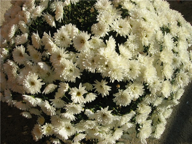 margareta